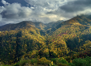 10 պատճառ, թե ինչու են կարևոր անտառները