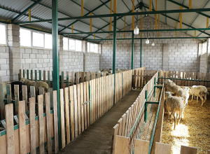 Շիրակի մարզում բացվել է տոհմային ոչխարաբուծության նոր կենտրոն