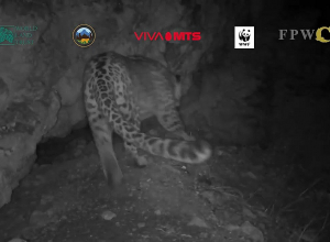 Видеокамеры зафиксировали ещё одного леопарда