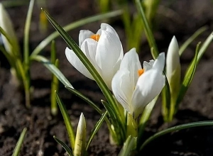 Какая погода ожидается в ближайшие дни