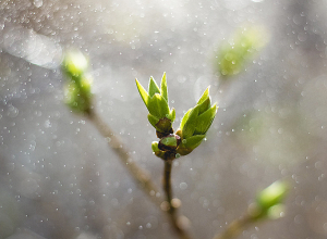 Ինչ եղանակ են կանխատեսում առաջիկա օրերի համար