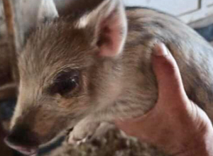 Բացառիկ դեպք.ձագուկների լուսանկարները