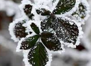 Արարատյան դաշտի առանձին հատվածներում հողի մակերևույթին մինչև -3 աստիճան ցուրտ է սպասվում