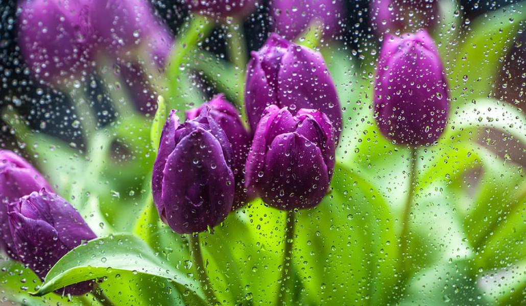 rainy-tulips-1-jenny-rainbow