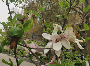 Ինչ եղանակ է սպասվում առաջիկա օրերին