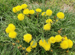Ինչ եղանակ է սպասվում առաջիկա օրերին