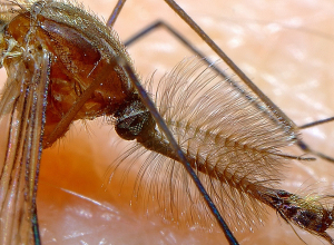 2006 թվականից Հայաստանում մալարիայի դեպքեր չեն արձանագրվել