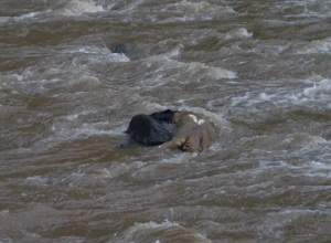 Ռանչպար գյուղի ջրատարում դի է հայտնաբերվել