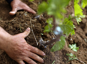 Պտղատուների աճն ու զարգացումն ընթացել է միջին ժամկետներին մոտ