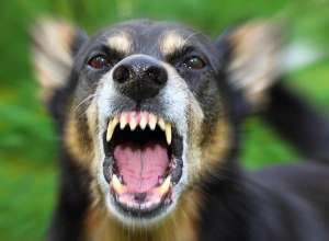 Ինչպե՞ս կանխարգելել կատաղություն հիվանդությունը