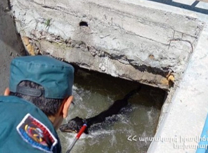 Շանը փրկել են