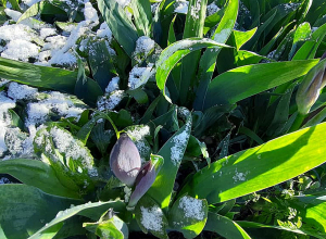 Սևան, Գավառ, Մարտունի և Չարենցավան քաղաքներում տեղում է ձյուն