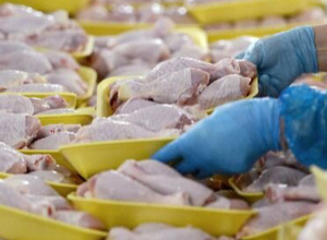 Ամփոփվել են թռչնամիս արտադրողների մոտ անասնահամաճարակային մշտադիտարկման արդյունքները