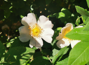 Погода в ближайшие дни