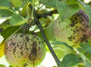 Ներկայիս եղանակը կորիզավոր պտղատու ծառատեսակների ծակոտկեն բծավորությամբ վարակվելու բարենպաստ միջավայր է ստեղծում