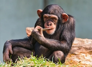 Կապիկներ այսուհետ չենք ներմուծի