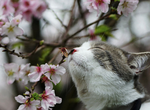 Ջերմաստիճանն էլի է բարձրանալու