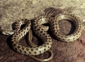 Օձ են նկատել. 31 ահազանգ