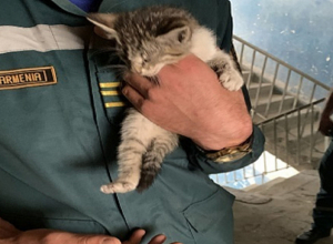 Փրկարարները կատվին դուրս են բերել օդատարից