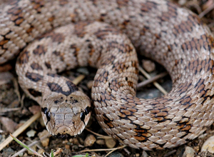 Փրկարարները բռնել են գյուրզա և մի քանի այլ օձեր