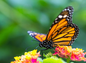 4-5 աստիճանով շոգելու է