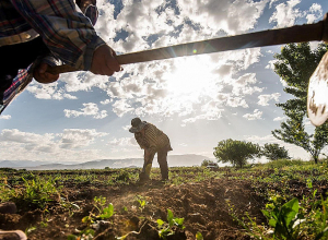 Կարտոֆիլի, բանջարեղենի, կերային մշակաբույսերի ցանքի աճ է սպասվում