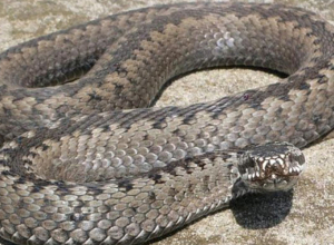 Փրկարարները ննջասենյակում հայտնաբերել են գյուրզա տեսակի օձ