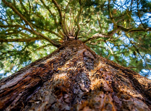 Քաղաքացին ընկել է ծառից