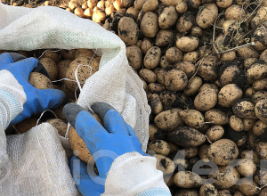 Վրաստանից կարտոֆիլի արտահանմամբ Հայաստանը հինգերորդն է