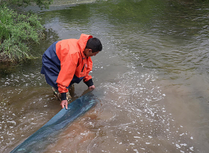 Իշխանի մանրաձկներին բաց թողեցին