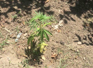 Полиция Вагаршапата при обыске нашла пистолет и наркотики