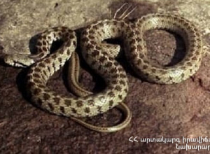 1 օրում փրկարարները բռնել են 2 գյուրզա, 1 իժ, 4 շահմար, 4 սահնօձ և տեղափոխել անվտանգ տարածք