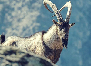 «Խոսրովի անտառ» պետական արգելոցի տարածքում հայտնաբերվել են բեզոարյան այծի մնացորդներ