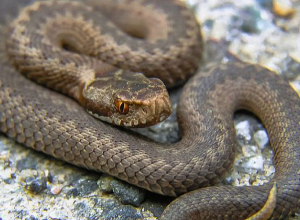 1 գյուրզան և 4 շահմարը տեղափոխվել են անվտանգ տարածք