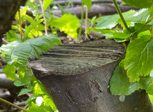 Հայտնաբերվել է ապօրինի հատված 63 ծառի կոճղ