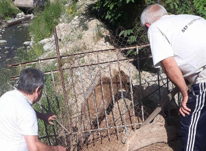 Սյունիքի մարզում արջի քոթոթը ցանկապատի մեջ է հայտնվել․ ԲՏԸՄ մասնագետները նրան դուրս են բերել