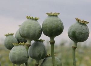 Համացանցով «Ափիոն» էր գնել