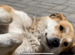 Ինչ կարգով և երբ են քնեցվում թափառող շները