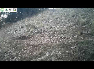 Камеры Хосровского леса зафиксировали волка