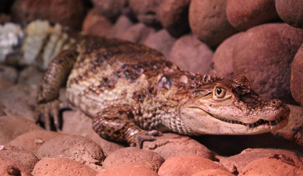 կոկորդիլոս