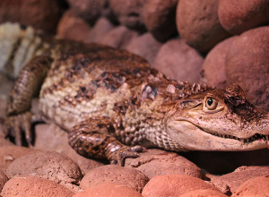 Երևանի կենդանաբանական այգին համալրվել է ևս մեկ նեղոսյան կոկորդիլոսով