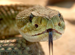 1 գյուրզա, 4 շահմար, 3 սահնօձ են բռնել փրկարարները