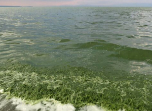 ՇՄ նախարարությունը՝ Սևանա լճում կապտականաչ ջրիմուռների ակտիվացման խնդրի մասին