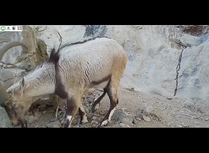 Բեզոարյան այծ՝ Խոսրովի արգելոցում