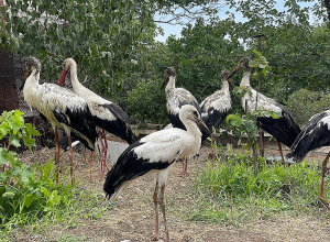 Վարդավառին սպիտակ դարձրին սևացած արագիլներին