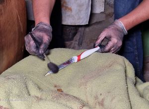 Քննչական կոմիտեն՝ տղամարդու կողմից 30-ամյա որդու սպանության մասին