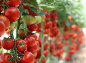 «Россельхознадзор» направил официальное письмо в Армению