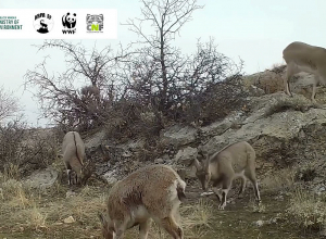 WWF Հայաստանի տեսախցիկները ֆիքսել են բեզոարյան այծերին «Արփա» պահպանվող լանդշաֆտում