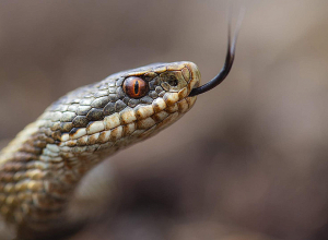 3 իժ, 4 սահնօձ ու այլ օձեր են բռնվել