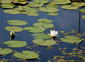 Երևանի փողոցներում վաճառվում է Կարմիր գրքում գրանցված ջրաշուշանը